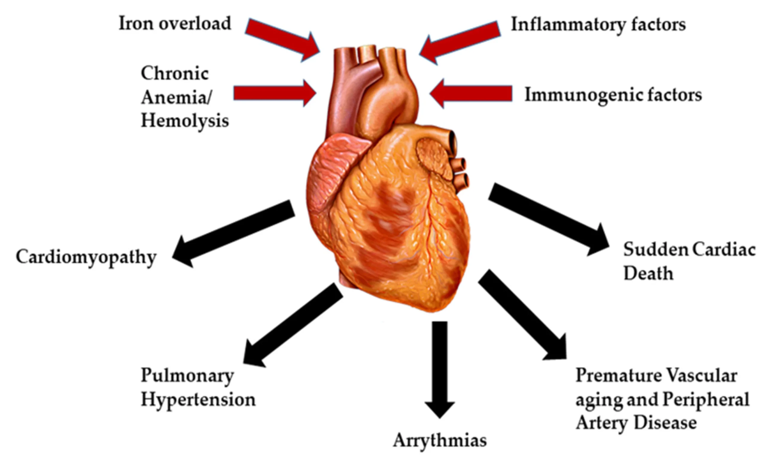 Cardiovascular Complications and the Sitting Disease