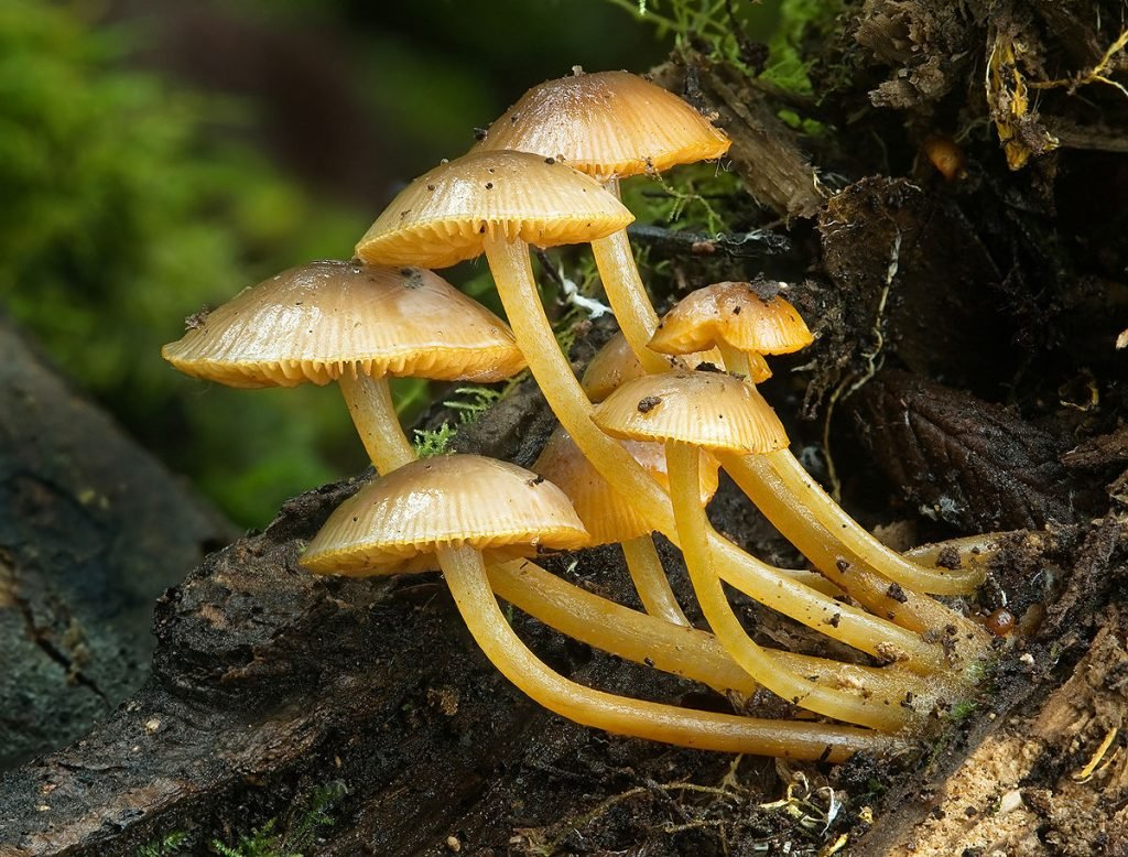 The Fungi Renaissance Is Here Forget Impossible