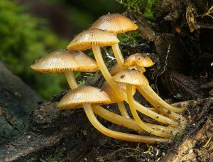 fungi
