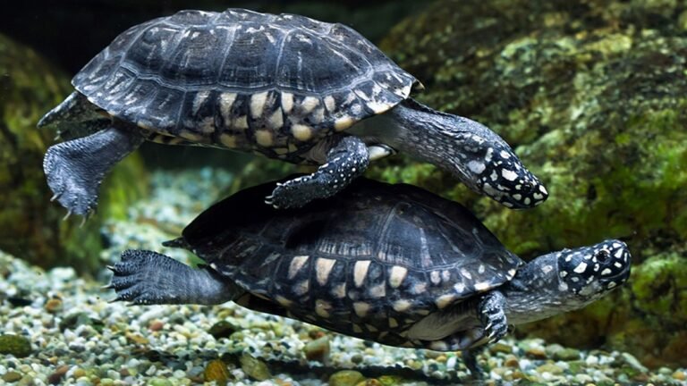 Smuggled Black Pond Turtles
