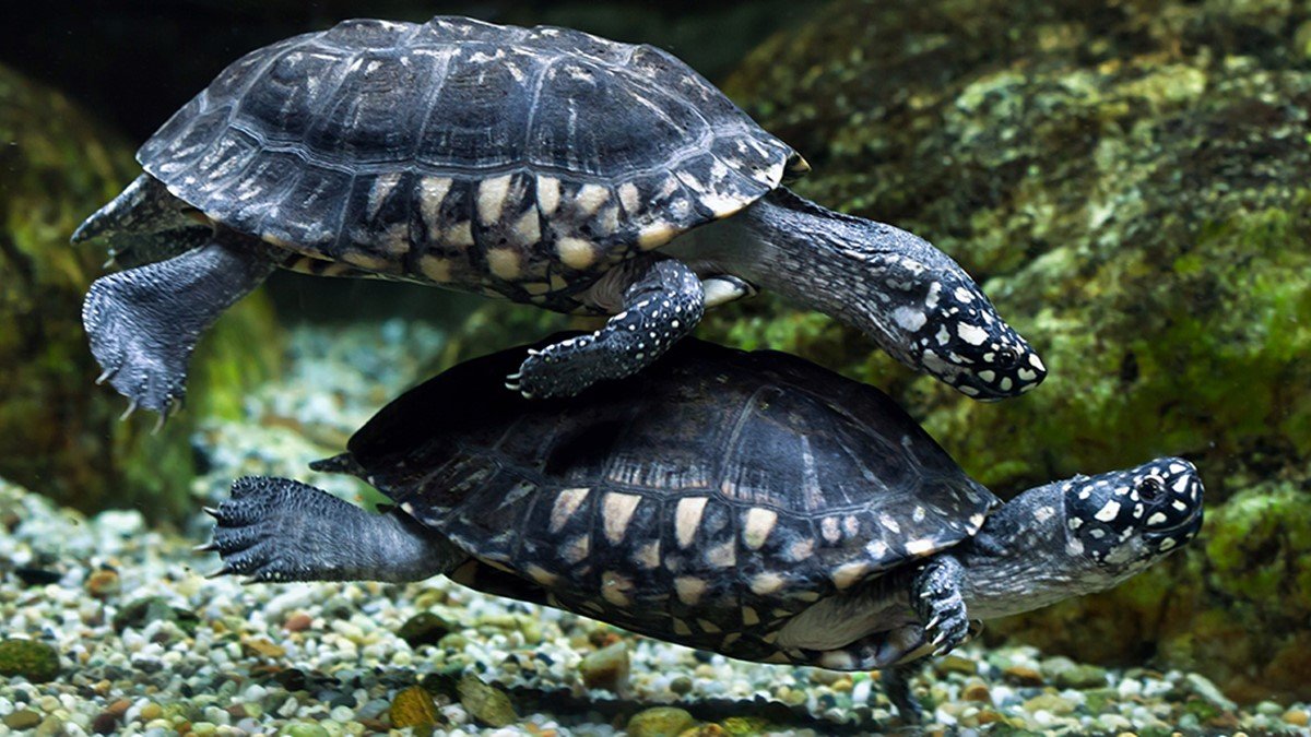 Smuggled Black Pond Turtles