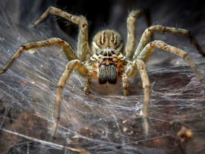 Spiders are Bad