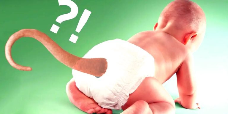 Why Humans Don't have a tail