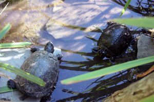 Black Pound Turtles