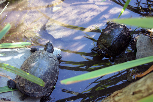 Smuggled Black Pound Turtles: A Precious and Endangered Species