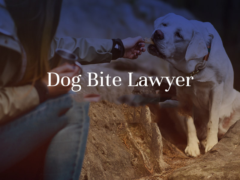 Is a dog bite lawyer really important?