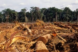 Deforestation