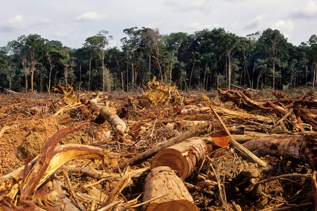 What Will It Take to Stop Deforestation by 2030?