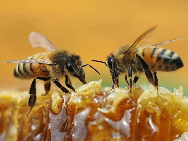 Bees will drink the best honey