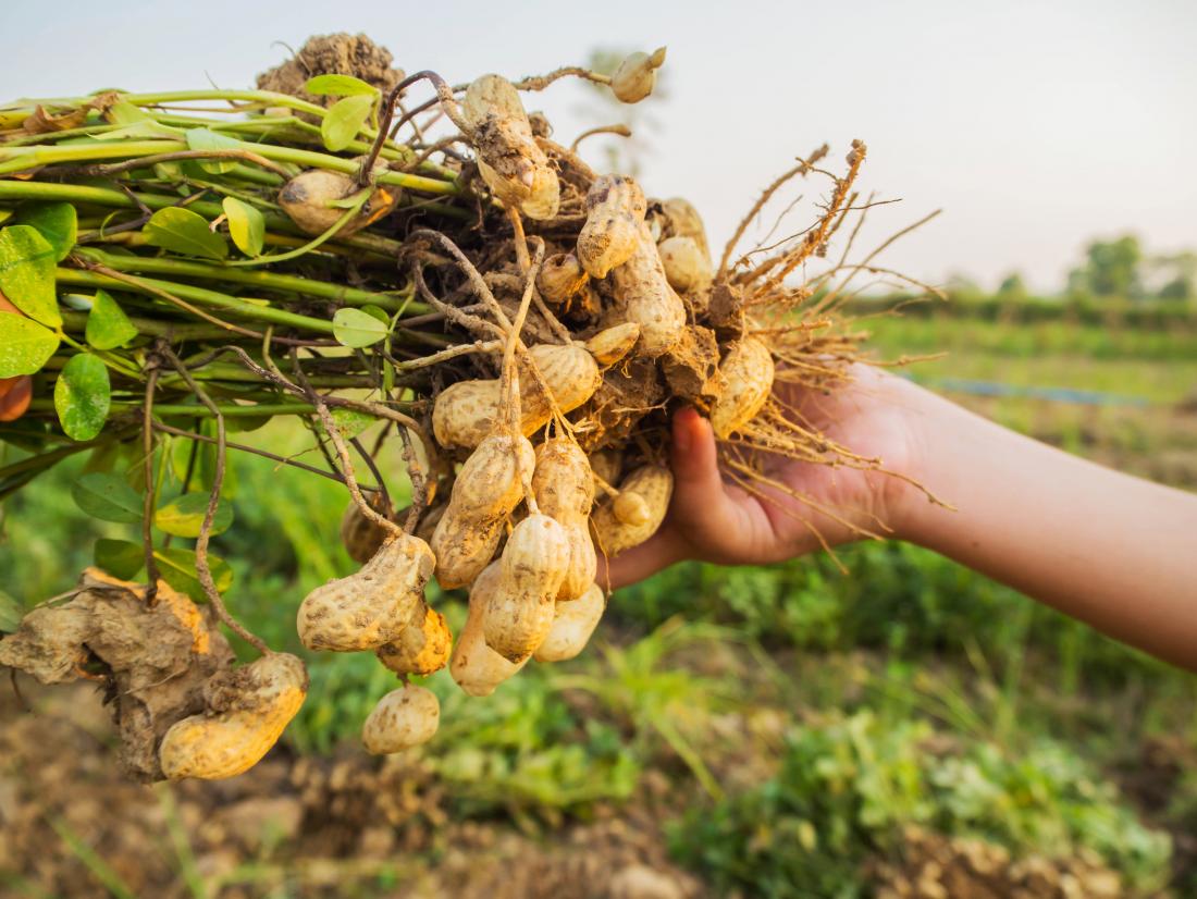 Benefits of Peanut: How it is grown
