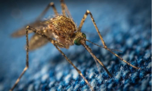 Mosquito Control