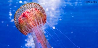 Immortal which jellyfish might ever fulfill