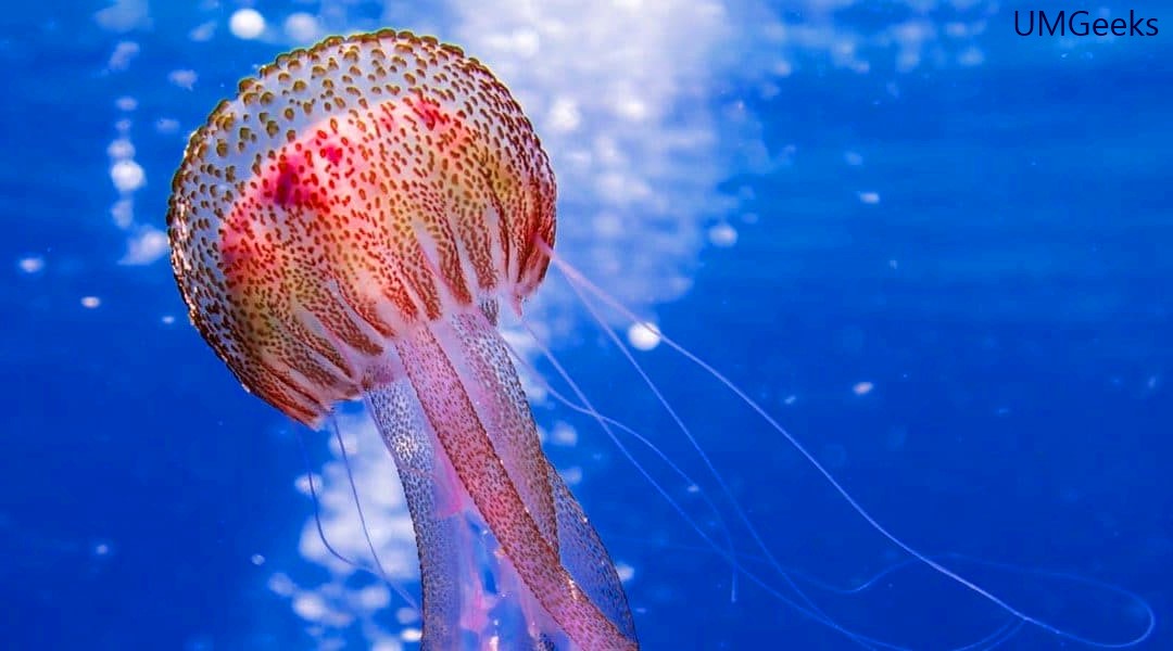 The desire of man to be immortal which jellyfish might ever fulfill