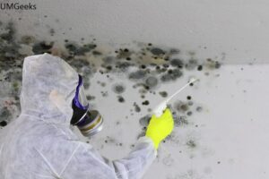 Testing for Mold