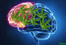 cannabis use affect our brain