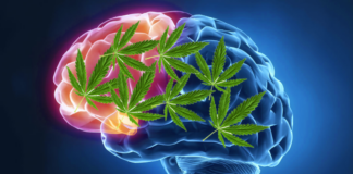 cannabis use affect our brain