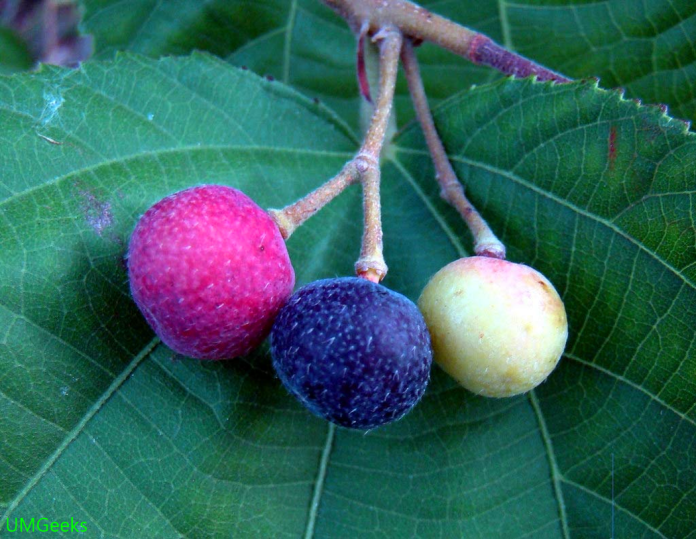 grewia fruit