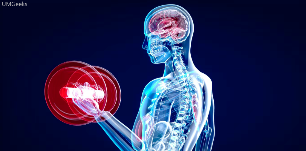 How exercise prevents the brain from shrinking?