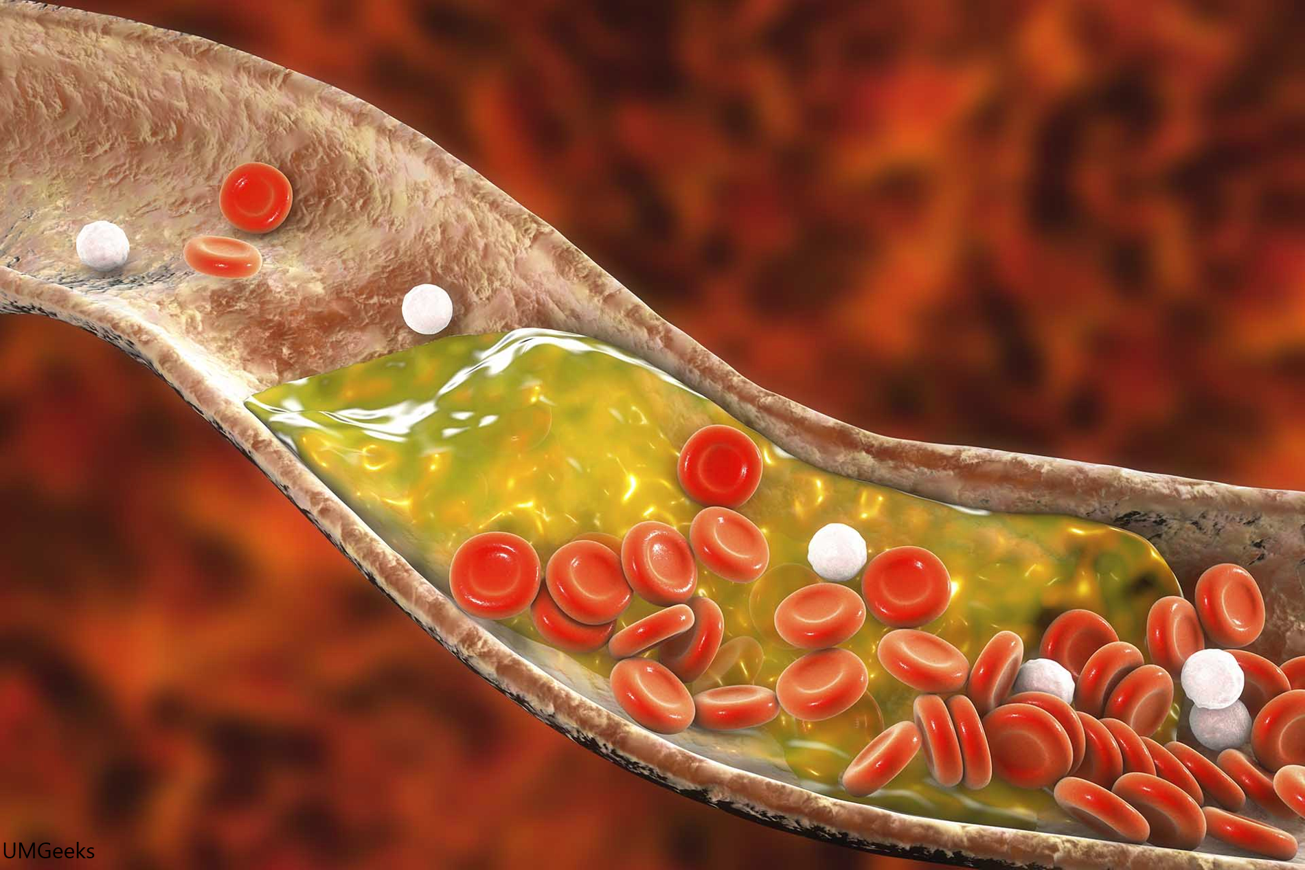 Cholesterol: Why is Cholesterol Needed for Life?