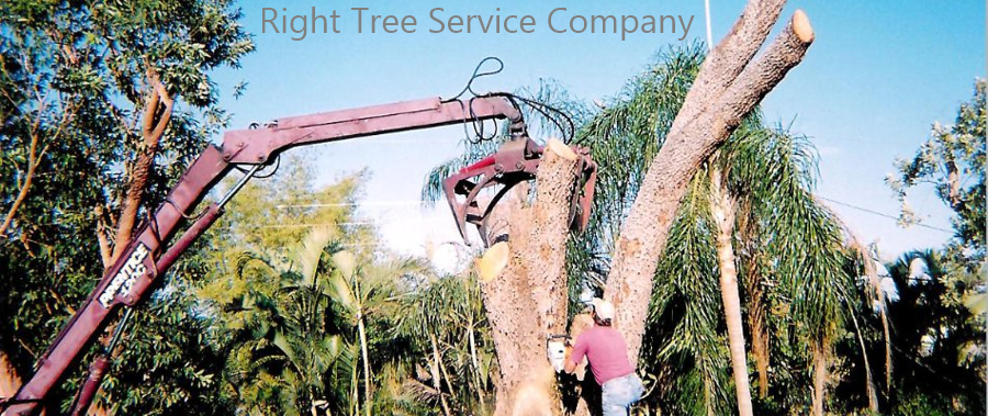Right Tree Service Company