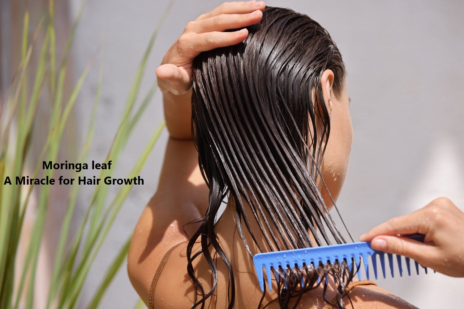 Moringa leaf: A Miracle for Hair Growth