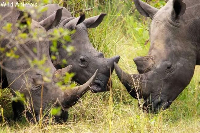 Wild Animals and Car Accidents Law