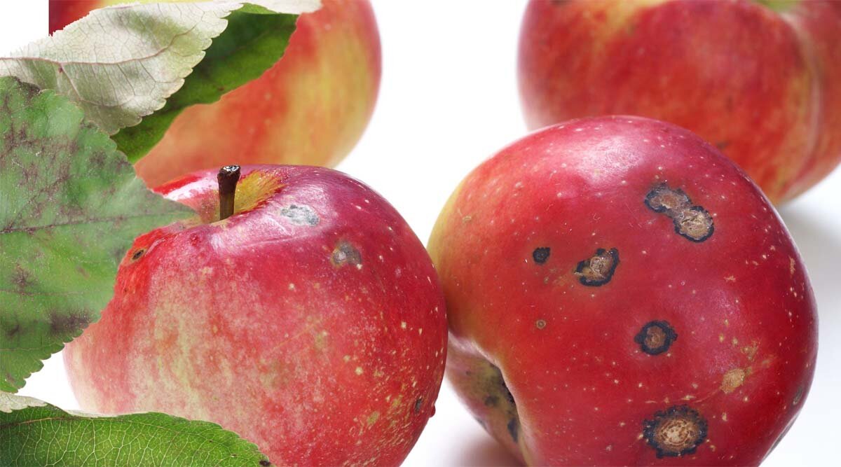 Apples and Disease What the Research Says