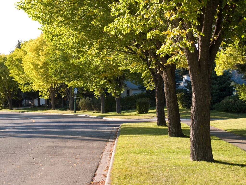 How Healthy Trees Boost Neighborhood Appeal and Well-Being