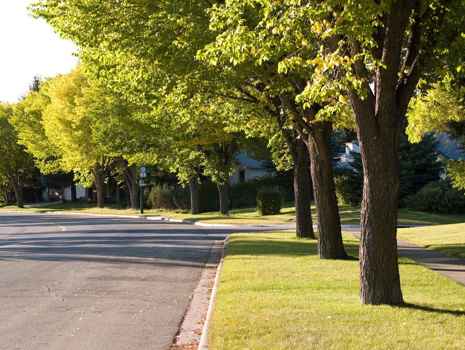 Healthy Trees Boost Neighborhood